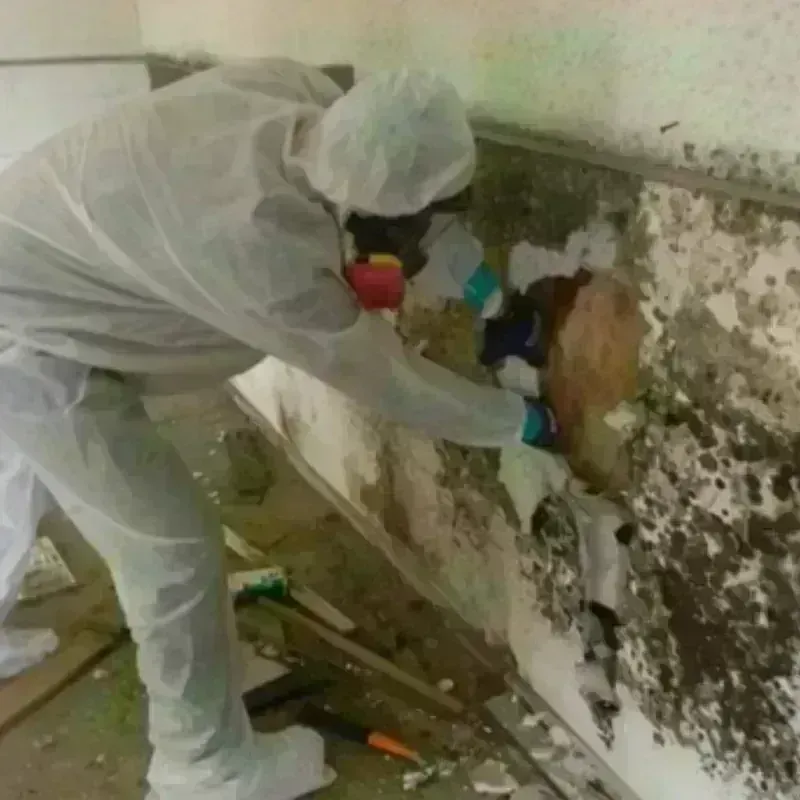 Mold Remediation and Removal in Vero Beach, FL